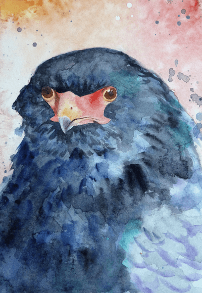Watercolour painting of a bateleur eagle by Helen Frost Rich