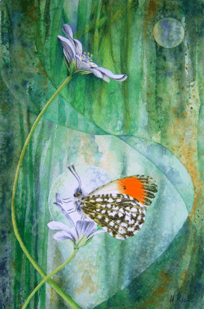 Orange Tip butterfly painting by Helen Frost Rich