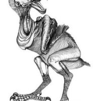 Dodo Chick
